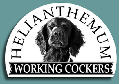 Helianthemum Working Cockers